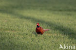 Ring-necked Pheasant (Phasianus colchicus)