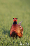 Ring-necked Pheasant (Phasianus colchicus)