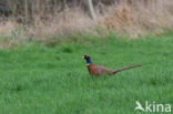 Ring-necked Pheasant (Phasianus colchicus)