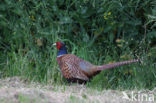 Ring-necked Pheasant (Phasianus colchicus)