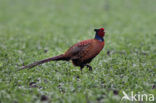 Ring-necked Pheasant (Phasianus colchicus)