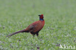 Ring-necked Pheasant (Phasianus colchicus)