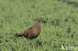 Ring-necked Pheasant (Phasianus colchicus)
