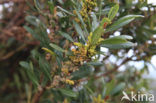Firetree (Myrica faya)