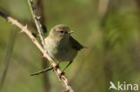 Willow Warbler (Phylloscopus trochilus)