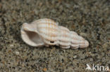 Dog-whelk (Nassarius consociatus)