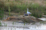 Goose (Anser spec.)