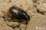 Geelbruine veldmestkever (Aphodius luridus)