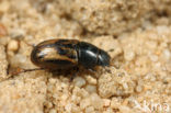 Geelgevlekte veldmestkever (Aphodius distinctus)