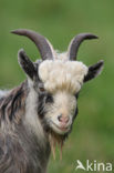 Goat (Capra spec.)