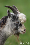 Goat (Capra spec.)