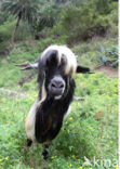 Goat (Capra spp)