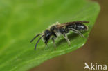 Gekielde dwergzandbij (Andrena strohmella)