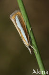 Gelijnde Vlakjesmot (Catoptria margaritella)