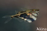 Marbled hatchetfish (Carnegiella strigata)