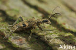 bogbumper (Rhagium mordax)