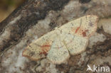 Gestippelde oogspanner (Cyclophora punctaria)