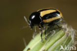 Cryptocephalus vittatus