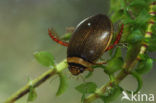Graphoderus bilineatus (IUCN red list