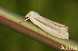 Flame Wainscot (Senta flammea)
