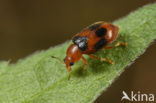 Gevlekt Rietkapoentje (Coccidula scutellata)