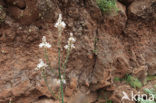 Gewone affodil (Asphodelus aestivus)