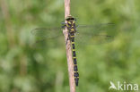 Golden-ringed Dragonfly (Cordulegaster boltonii)