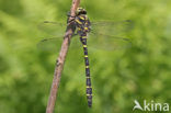 Golden-ringed Dragonfly (Cordulegaster boltonii)