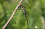 Golden-ringed Dragonfly (Cordulegaster boltonii)