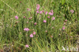 Cross-leaved Heather (Erica tetralix)