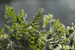 Gewone eikvaren (Polypodium vulgare)