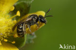 Gewone franjegroefbij (Lasioglossum sexstrigatum)