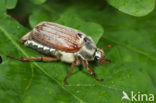 common cockchafer (Melolontha melolontha)