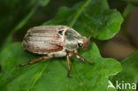 common cockchafer (Melolontha melolontha)