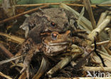 Gewone pad (Bufo bufo)