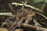 Common Toad (Bufo bufo)