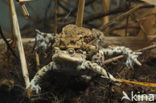 Common Toad (Bufo bufo)