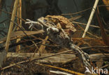 Common Toad (Bufo bufo)