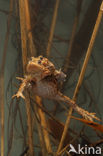 Gewone pad (Bufo bufo)
