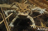 Gewone pad (Bufo bufo)