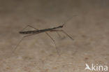 Watermeasurer (Hydrometra stagnorum)