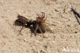 Anoplius viaticus