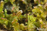Gewoon draadmos (Cephaloziella divaricata)