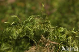 Glittering Wood-moss (Hylocomium splendens)