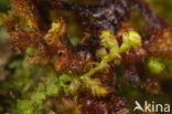 Ciliated Fringewort (Ptilidium ciliare)