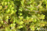 Tumid Notchwort (Lophozia ventricosa)