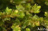 Tumid Notchwort (Lophozia ventricosa)