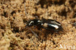 Gewoon Vierstippriempje (Bembidion quadrimaculatum)