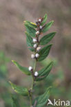 Common Gromwell (Lithospermum officinale)