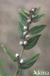 Glad parelzaad (Lithospermum officinale)